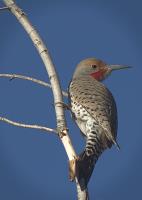 Northern Flicker 